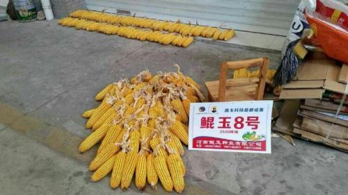 网上买玉米种可靠吗