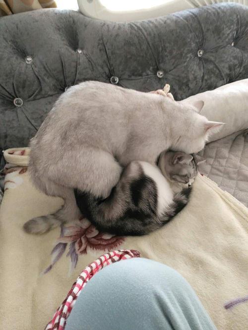 公猫第一次需要教吗