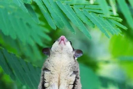 中午出现的常见小动物有哪些