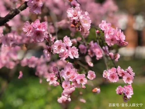 什么，告诉人们春天来了