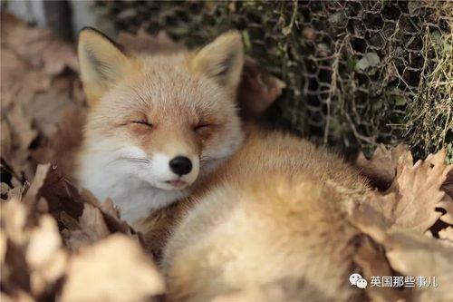 狐狸的狐组词有什么