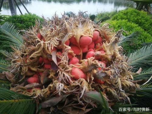 铁树开花结果子了可以吃吗