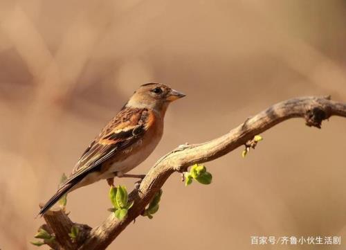 小鸟在枝头鸣叫，那是春天的什么