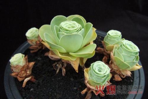 山地玫瑰的结局