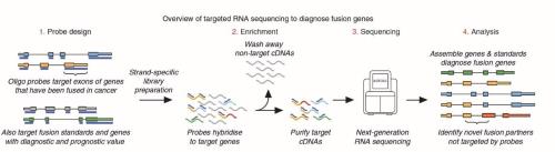 寡核苷酸探针的最大优势