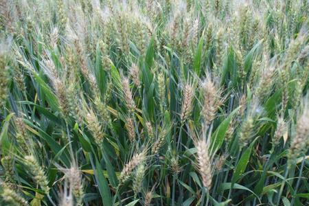 山东省小麦扬花期在什么时候