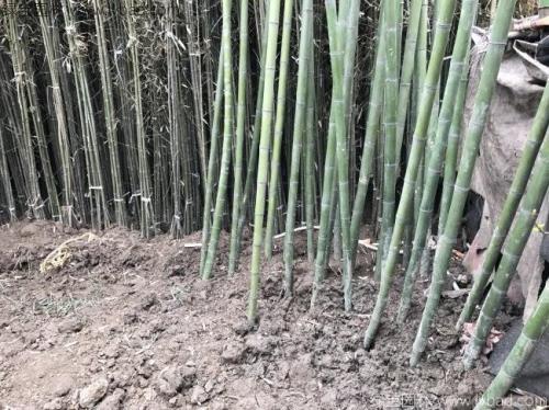 竹子移栽时间和方法