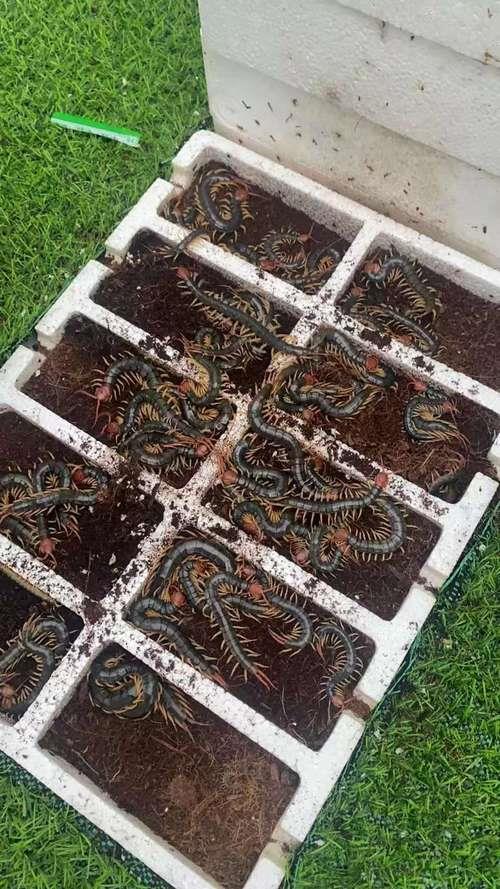 蜈蚣一次能繁殖多少