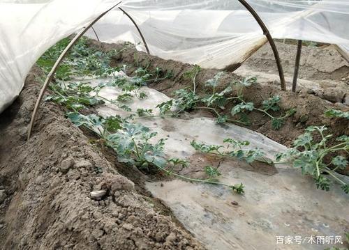 西瓜怎么挂不住果