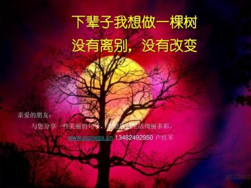 一棵树歌词是什么意思