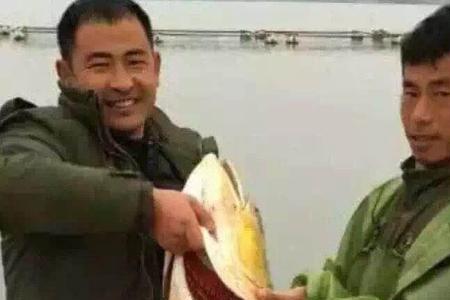松花江出产最大的江鱼多少斤