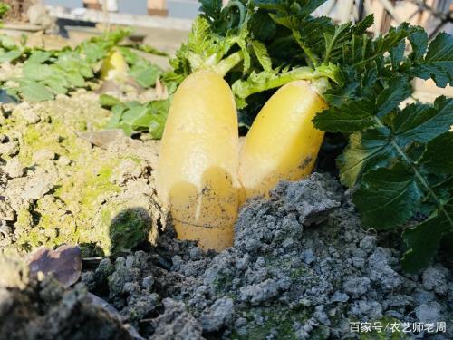 萝卜能耐零下多少度