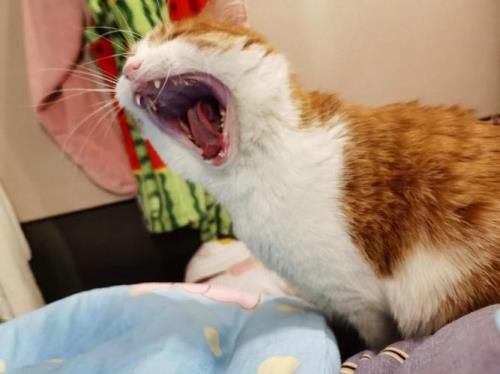 猫嗷呜叫是为什么