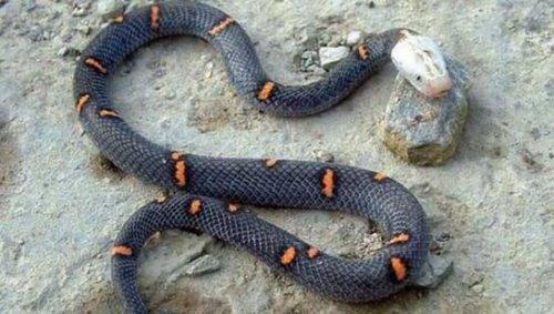 盯着蛇看蛇会不会走