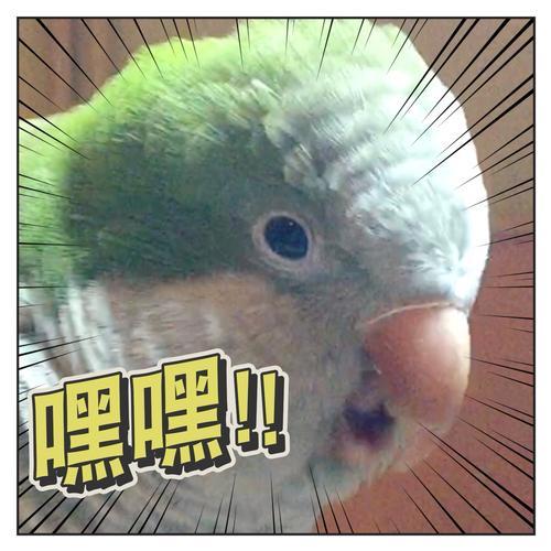 小鸟也笑了是因为什么
