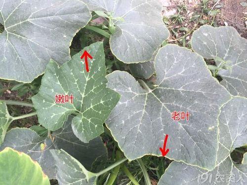 南瓜子叶发黄是什么原因