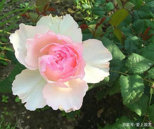 结爱月季广东能种吗