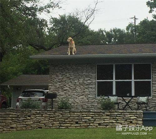 谁不爱屋顶工什么意思