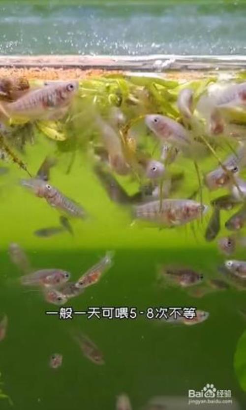 斗鱼幼苗养了一个月一直死