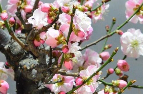 梅花根代表什么