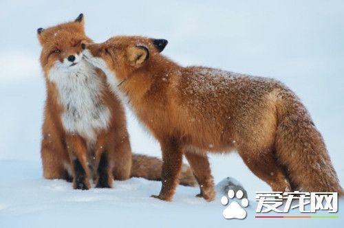 狐狸一般养多久成年