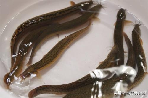 长脚的泥鳅是什么动物