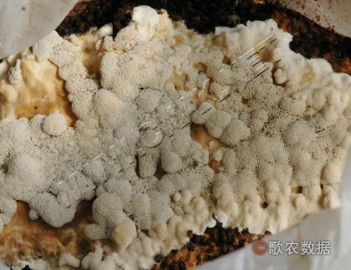 怎样把捂的霉豆上的毛去掉