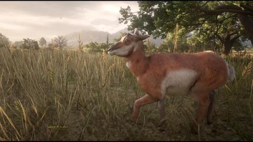 大镖客2传说动物怎么处理