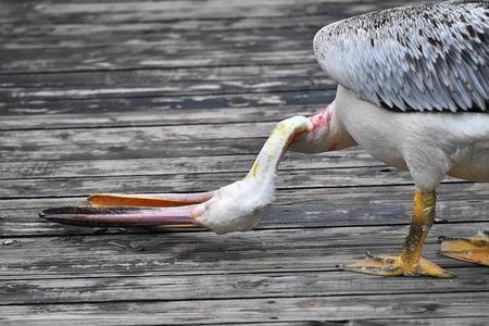 鹈鹕吃了人能报警吗