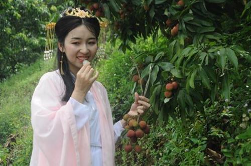 荔枝云集是什么意思