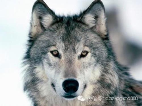 喜欢狼的男人，是什么性格