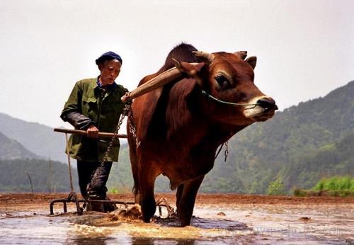 仿写词语如:老黄牛