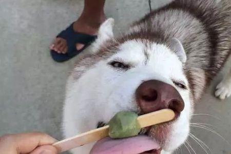 羊可以吃冰棍吗