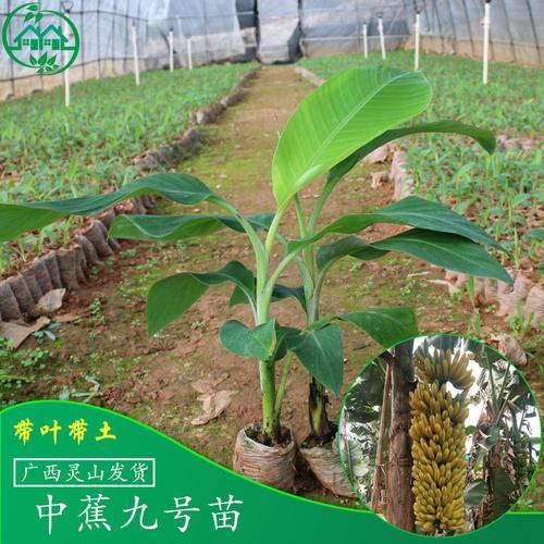 粉蕉砍叶方法
