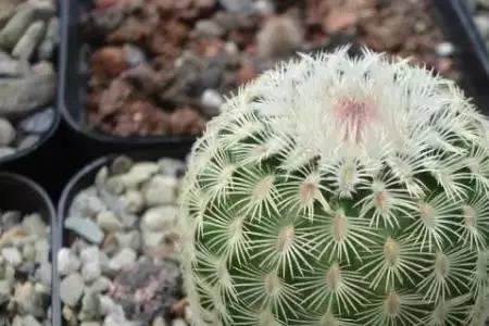白雪光仙人球几年开花