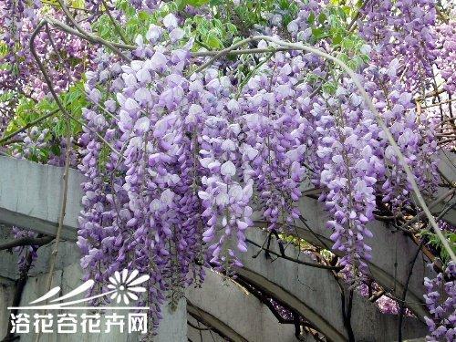 藤萝同音字