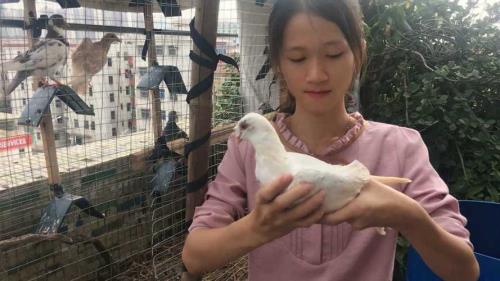 手养鸽子长大后能上手吗