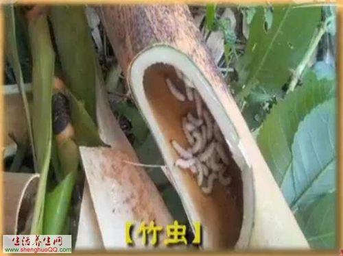 竹虫成虫图片