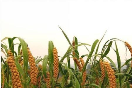 小米是从哪种植物长出来的呀
