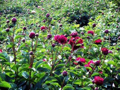 海拔1700米可以种植牡丹吗