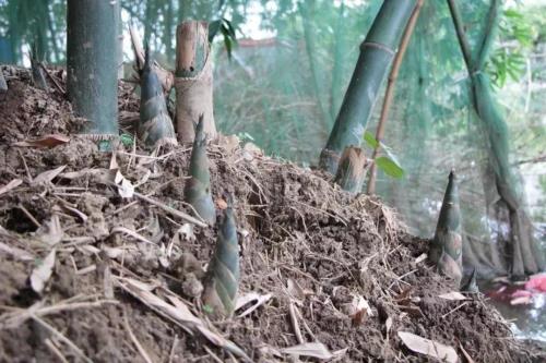 河南的气候适宜种植竹笋吗