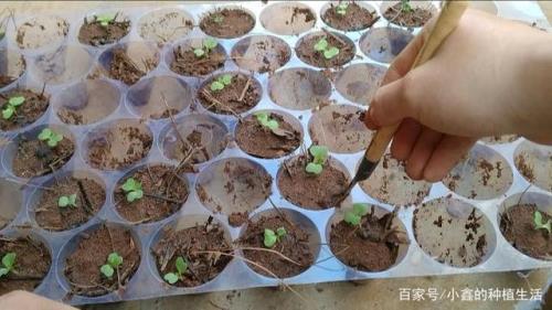 小白菜怎么繁衍后代