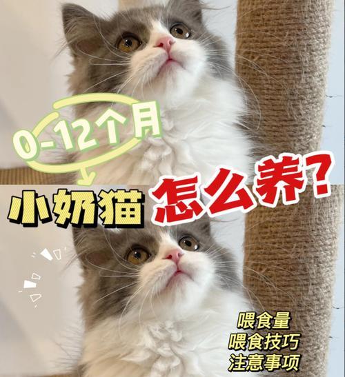 一个月的小猫怎么喂养