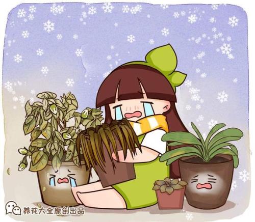 油根子为什么黄叶