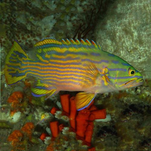 为什么绿色的海水有怪鱼