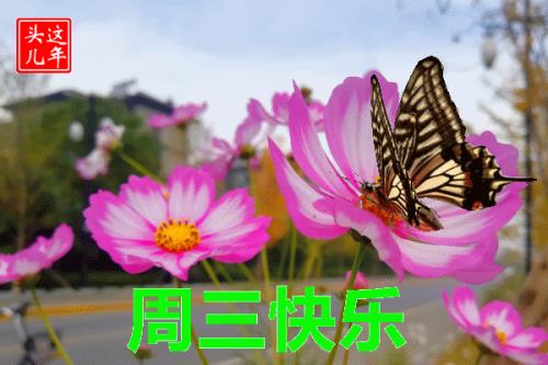 星期三一共多少集