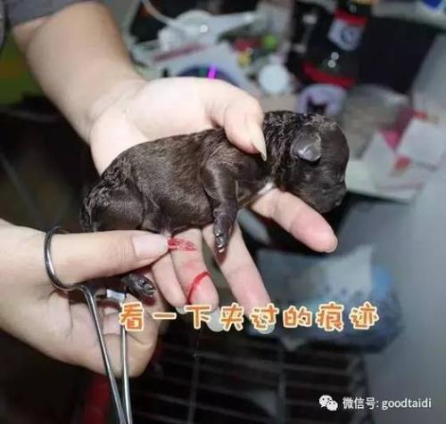 泰迪下崽是一个崽一个胎盘么