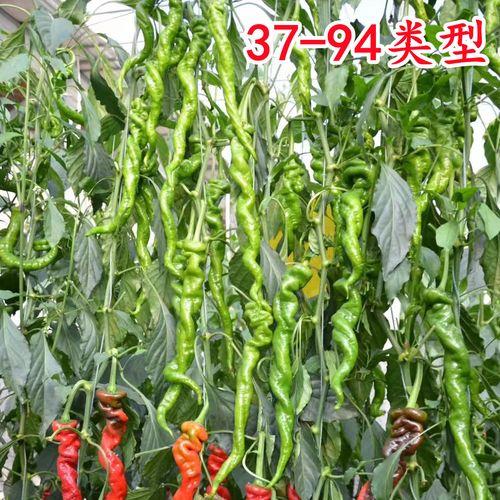 博陇37-138辣椒亩产量是多少