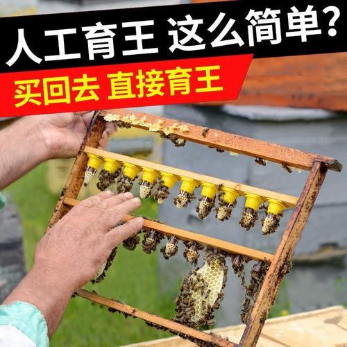 中蜂育王单式还是复式移虫好