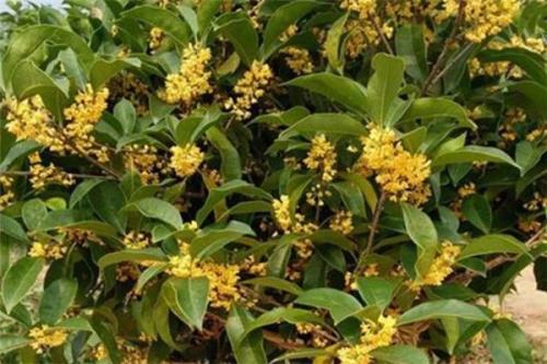 桂花烧根以后多久恢复